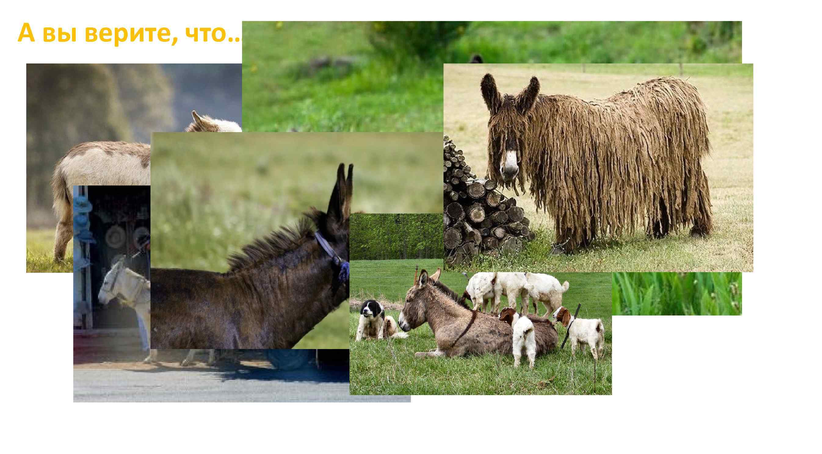 А вы верите, что… ? 