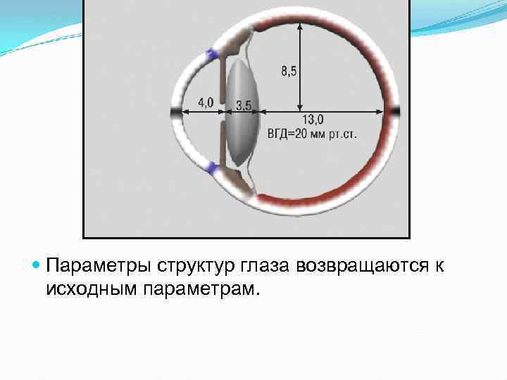  Параметры структур глаза возвращаются к исходным параметрам. 