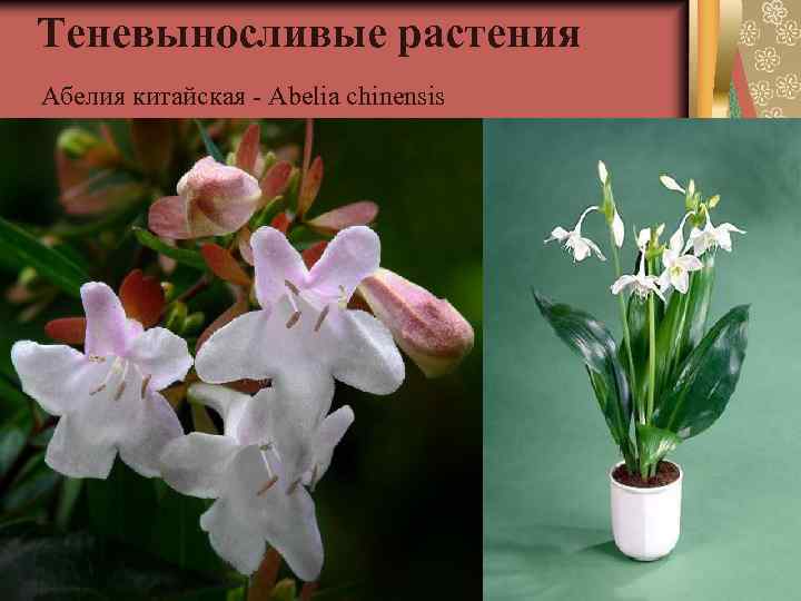 Теневыносливые растения Абелия китайская - Abelia chinensis 