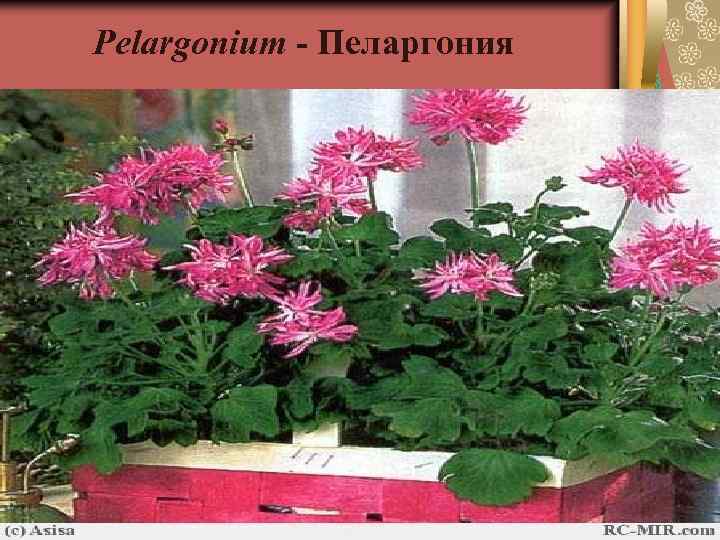 Pelargonium - Пеларгония 