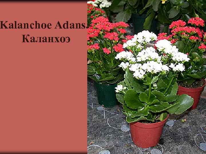 Kalanchoe Adans. Каланхоэ 