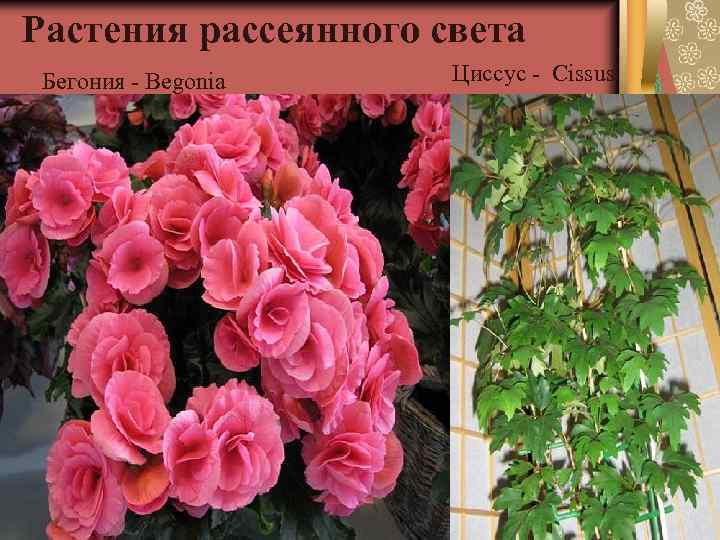 Растения рассеянного света Бегония - Begonia Циссус - Cissus 