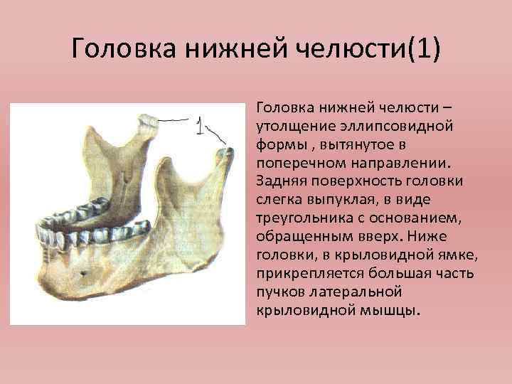 Мыщелковый отросток нижней челюсти. Суставной отросток нижней челюсти анатомия. Головка суставного отростка нижней челюсти. Формы суставная головка мыщелкового отростка нижней челюсти. Мыщелковый отросток нижней челюсти сустав.