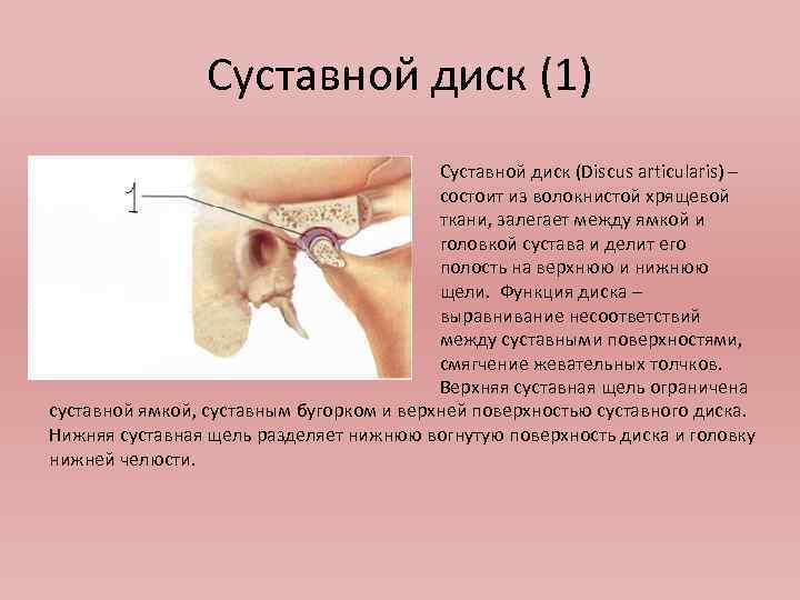Суставной диск (1) Суставной диск (Discus articularis) – состоит из волокнистой хрящевой ткани, залегает