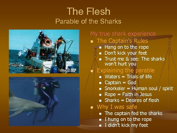 The Flesh Parable of the Sharks My true shark experience n The Captain’s Rules