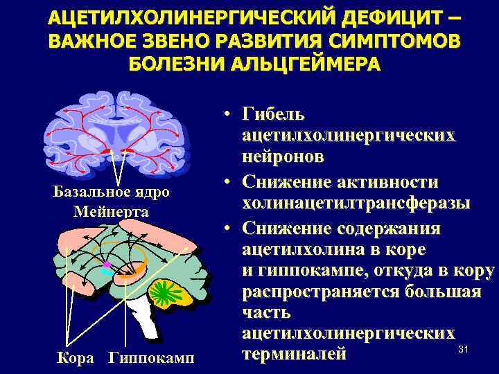 АЦЕТИЛХОЛИНЕРГИЧЕСКИЙ ДЕФИЦИТ – ВАЖНОЕ ЗВЕНО РАЗВИТИЯ СИМПТОМОВ БОЛЕЗНИ АЛЬЦГЕЙМЕРА Базальное ядро Мейнерта Кора Гиппокамп
