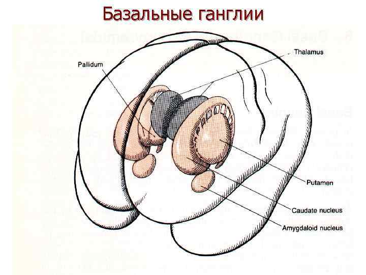 Базальные ганглии 