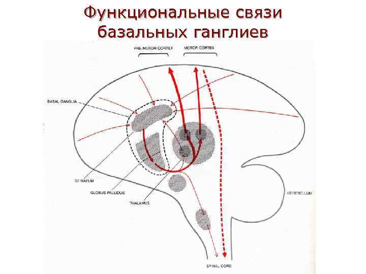 Функциональные связи базальных ганглиев 