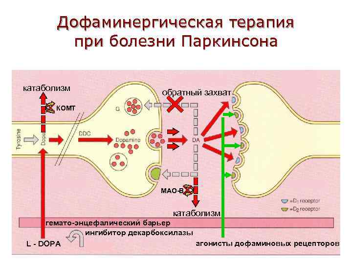 Дофаминергическая терапия при болезни Паркинсона катаболизм обратный захват КОМТ МАО-В катаболизм гемато-энцефалический барьер ингибитор
