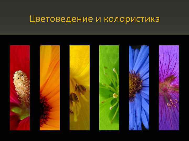 Цветоведение и колористика 