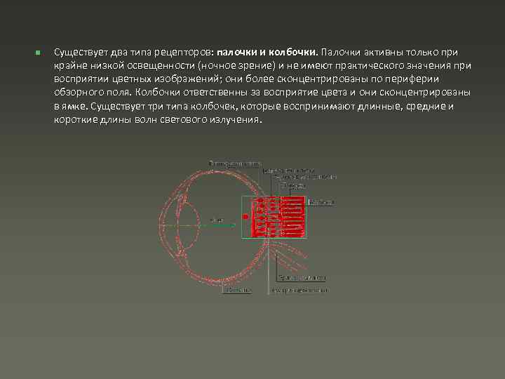 n Существует два типа рецепторов: палочки и колбочки. Палочки активны только при крайне низкой