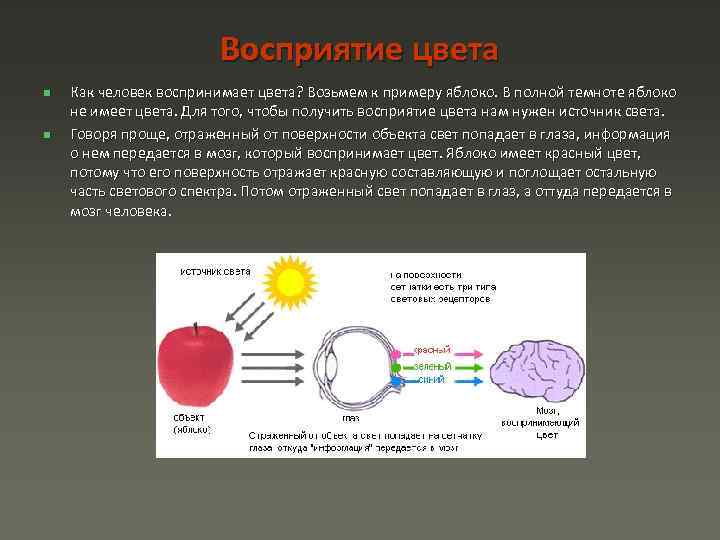 Свет процесс восприятия света. Восприятие цвета глазом. Механизм восприятия цвета. Восприятие цвета человеком. Восприятие цвета глазом человека.