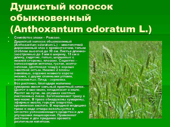 Душистый колосок обыкновенный (Anthoxantum odoratum L. ) § § § Семейство злаки – Poaceae.