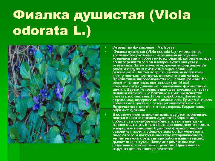 Фиалка душистая (Viola odorata L. ) § § § Семейство фиалковые – Violaceae. Фиалка