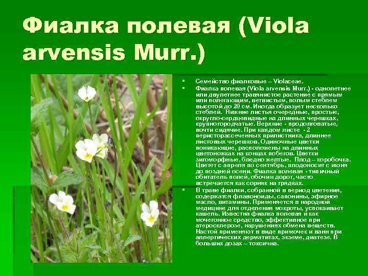 Фиалка полевая (Viola arvensis Murr. ) § § § Семейство фиалковые – Violaceae. Фиалка