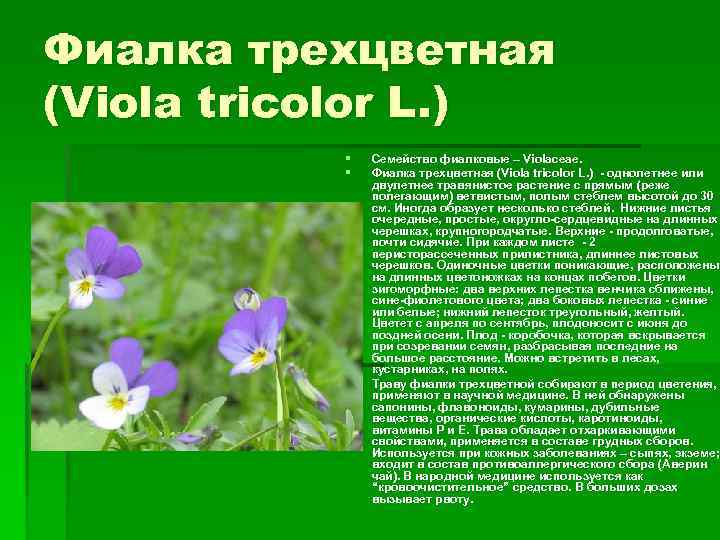 Фиалка трехцветная (Viola tricolor L. ) § § § Семейство фиалковые – Violaceae. Фиалка