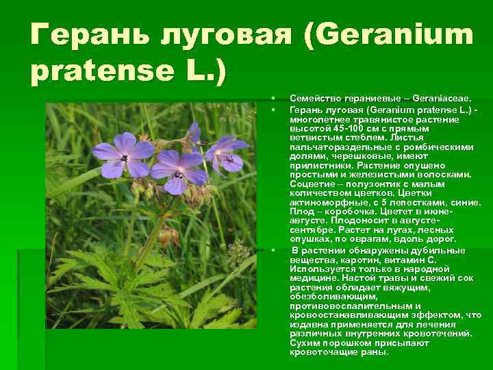 Герань луговая (Geranium pratense L. ) § § § Семейство гераниевые – Geraniaceae. Герань