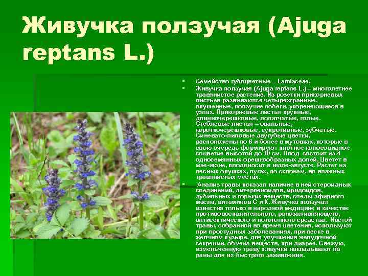 Живучка ползучая (Ajuga reptans L. ) § § § Семейство губоцветные – Lamiaceae. Живучка