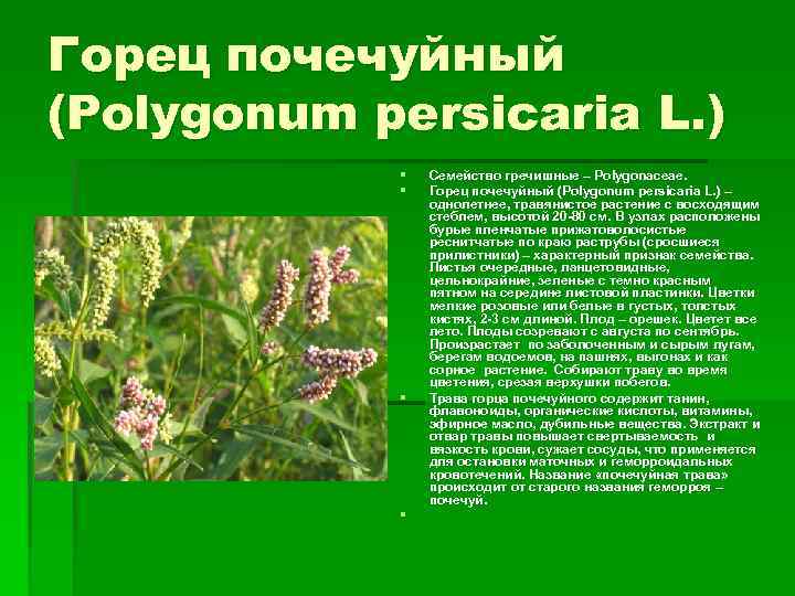 Горец почечуйный (Polygonum persicaria L. ) § § Семейство гречишные – Polygonaceae. Горец почечуйный