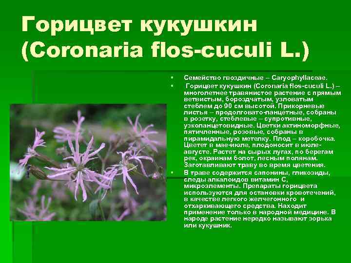 Горицвет кукушкин (Coronaria flos-cuculi L. ) § § § Семейство гвоздичные – Сaryophyllaceae. Горицвет