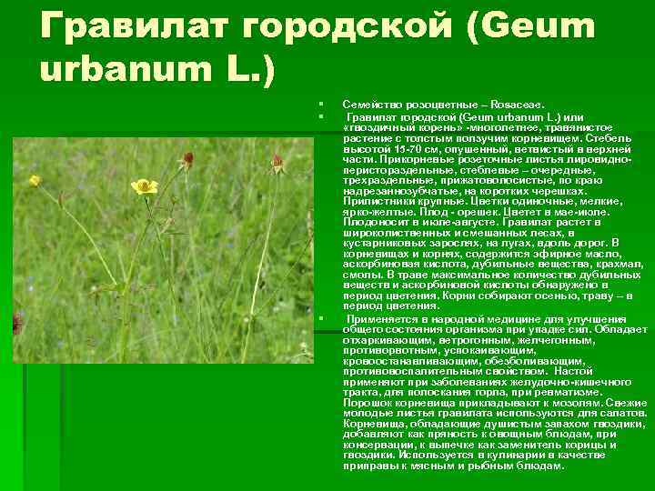 Гравилат городской (Geum urbanum L. ) § § § Семейство розоцветные – Rosaceae. Гравилат