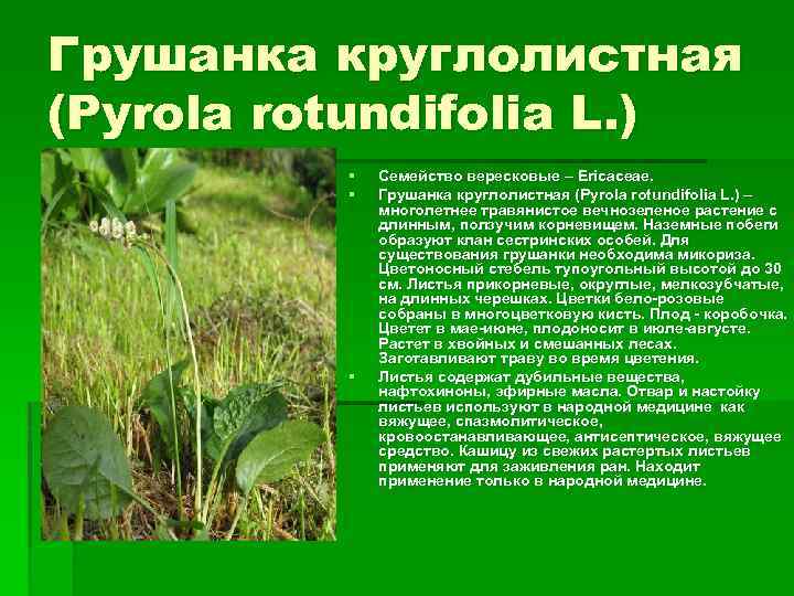 Грушанка круглолистная (Pyrola rotundifolia L. ) § § § Семейство вересковые – Ericaceae. Грушанка