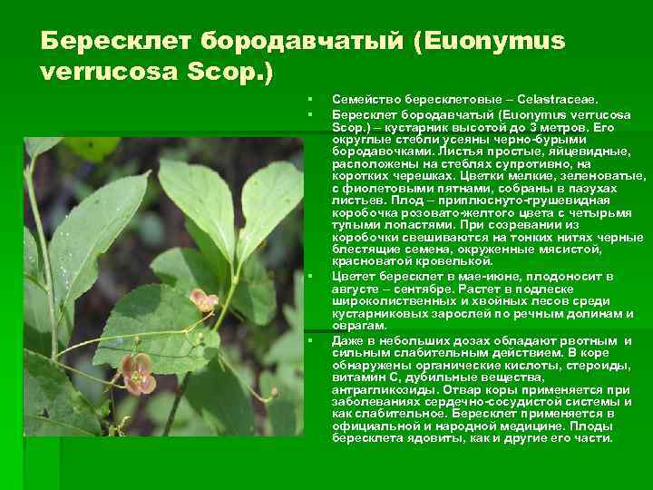 Бересклет бородавчатый (Euonymus verrucosa Scop. ) § Семейство бересклетовые – Celastraceae. § Бересклет бородавчатый