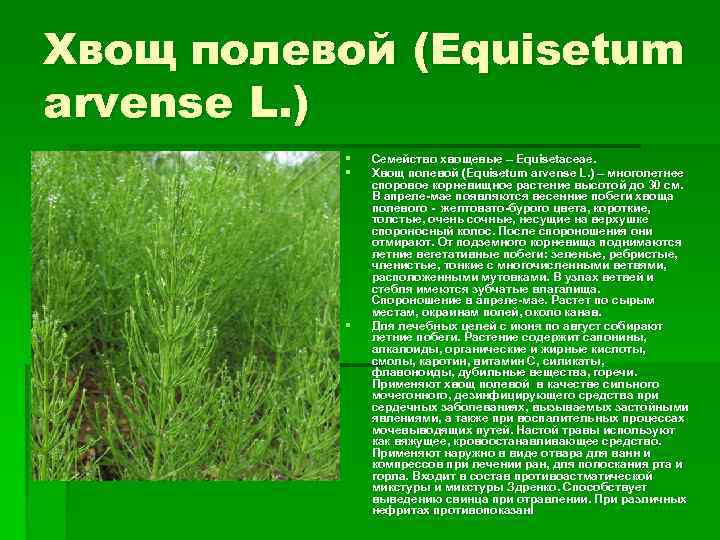 Хвощ полевой (Equisetum arvense L. ) § § § Семейство хвощевые – Equisetaceae. Хвощ