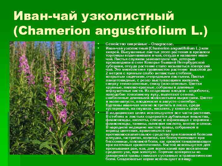 Иван-чай узколистный (Chamerion angustifolium L. ) § § § Семейство кипрейные – Onagraceae. Иван-чай