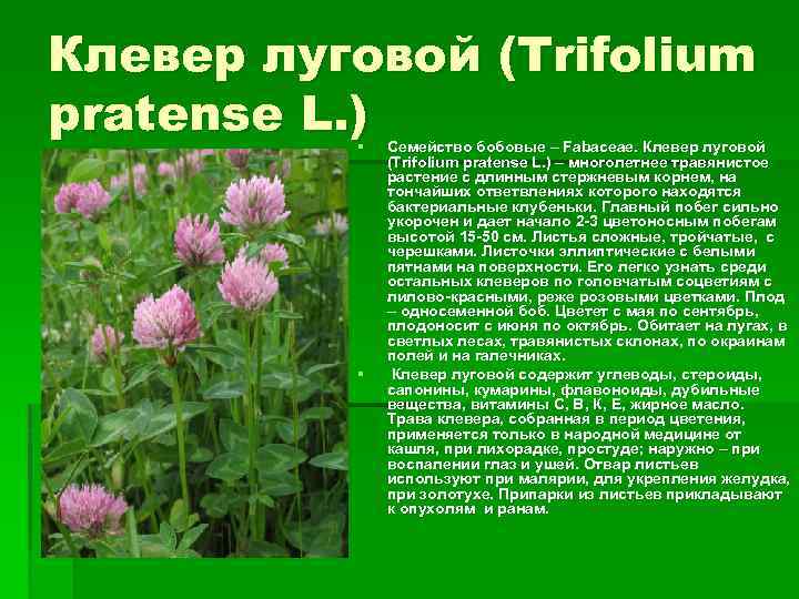 Клевер луговой (Trifolium pratense L. ) § § Семейство бобовые – Fabaceae. Клевер луговой