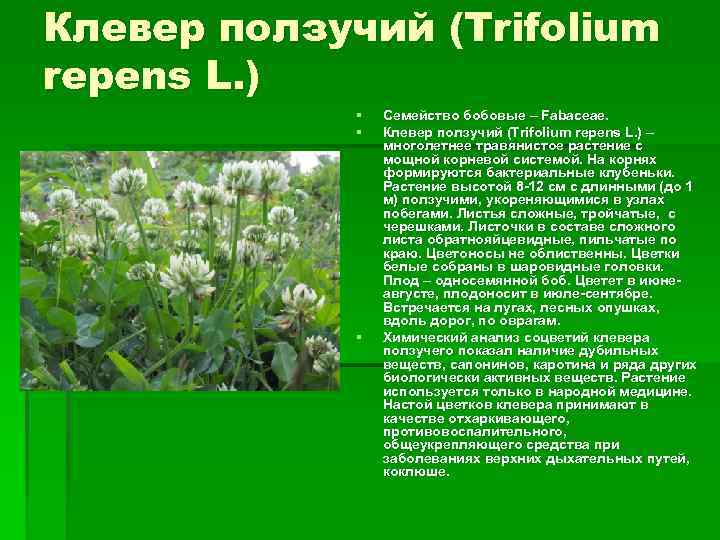 Клевер ползучий (Trifolium repens L. ) § § § Семейство бобовые – Fabaceae. Клевер
