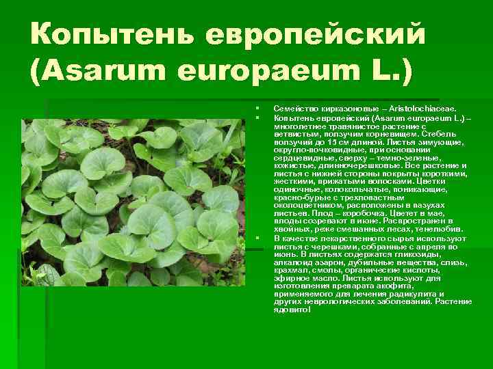 Копытень европейский (Asarum europaeum L. ) § § § Семейство кирказоновые – Aristolochiaceae. Копытень