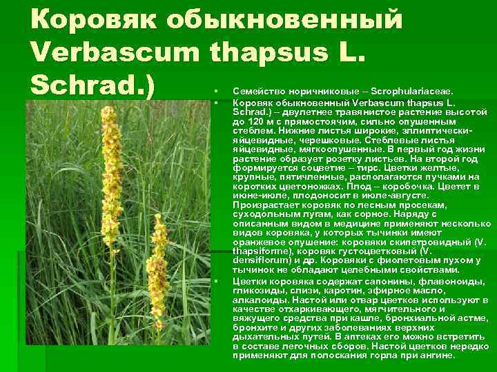 Коровяк обыкновенный Verbascum thapsus L. Schrad. ) § § § Семейство норичниковые – Scrophulariaceae.