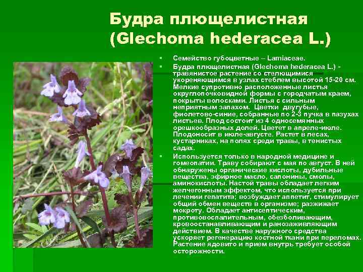 Будра плющелистная (Glechoma hederacea L. ) § § § Семейство губоцветные – Lamiaceae. Будра