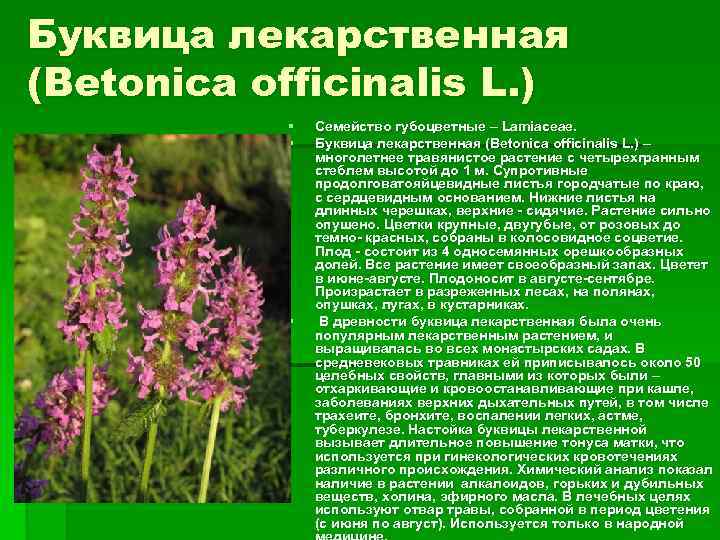 Буквица лекарственная (Betonica officinalis L. ) § § § Семейство губоцветные – Lamiaceae. Буквица