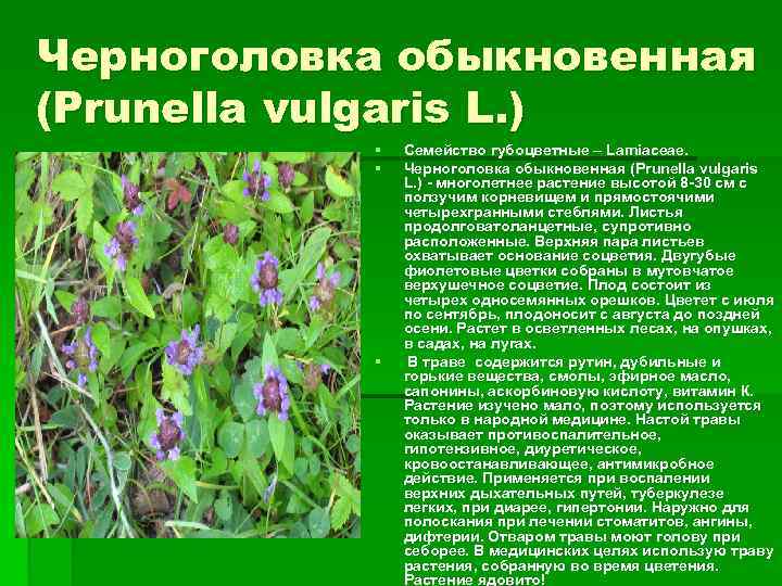 Черноголовка обыкновенная (Prunella vulgaris L. ) § § § Семейство губоцветные – Lamiaceae. Черноголовка