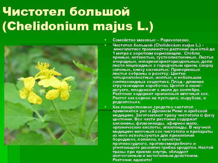 Чистотел большой (Chelidonium majus L. ) § § § Семейство маковые – Papaveraceae. Чистотел