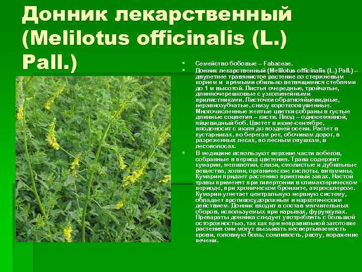 Донник лекарственный (Melilotus officinalis (L. ) Pall. ) § § § Семейство бобовые –