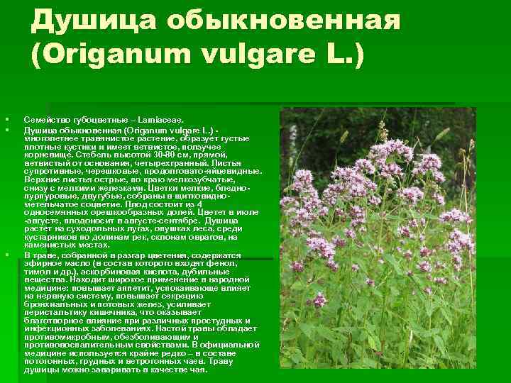 Душица обыкновенная (Origanum vulgare L. ) § § § Семейство губоцветные – Lamiaceae. Душица