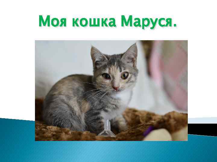 Моя кошка. Моя кошка моя. Кот Маруся. Кошка моя кошка Маруся.