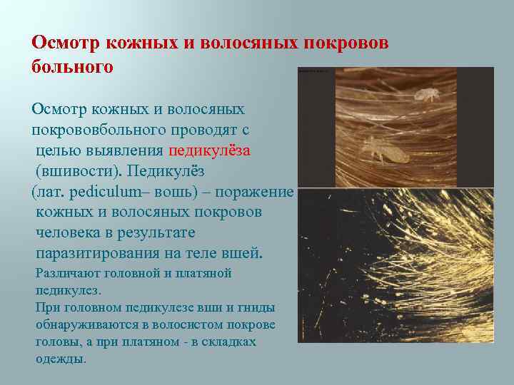 Естественный процесс смены шерстного и перьевого покрова