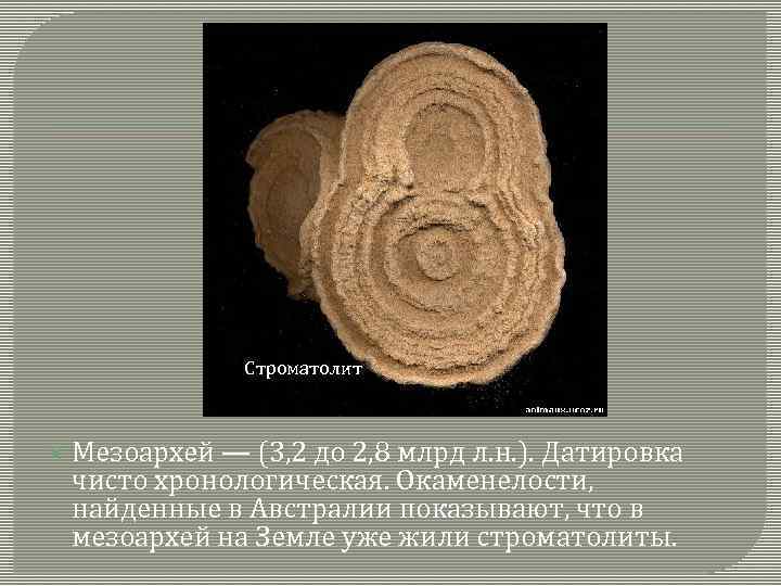 Строматолит Мезоархей — (3, 2 до 2, 8 млрд л. н. ). Датировка чисто