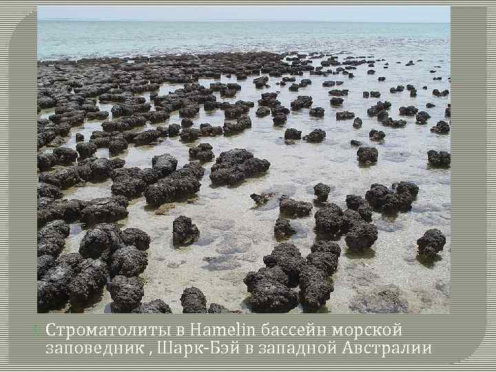  Строматолиты в Hamelin бассейн морской заповедник , Шарк-Бэй в западной Австралии 