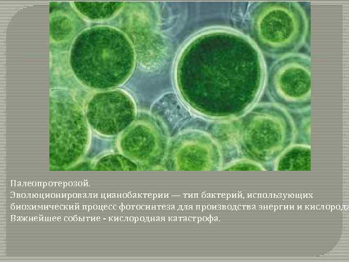 Хлорофиллы цианобактерий. Хлорелла цианобактерии. Синезелёные водоросли цианобактерии. Клеточная стенка цианобактерий. Цианобактерии пластиды.