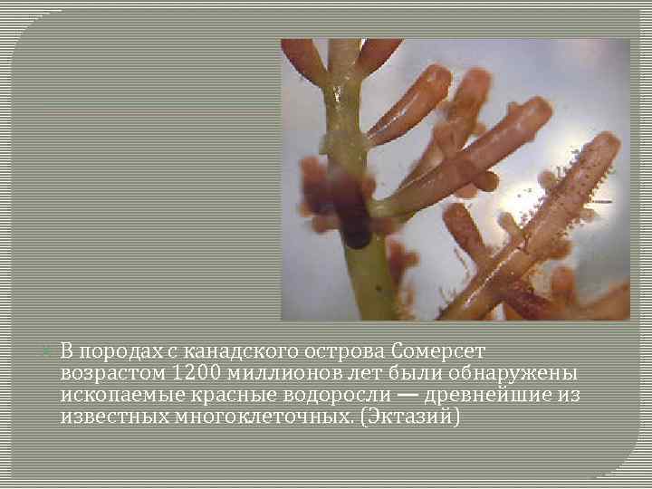  В породах с канадского острова Сомерсет возрастом 1200 миллионов лет были обнаружены ископаемые