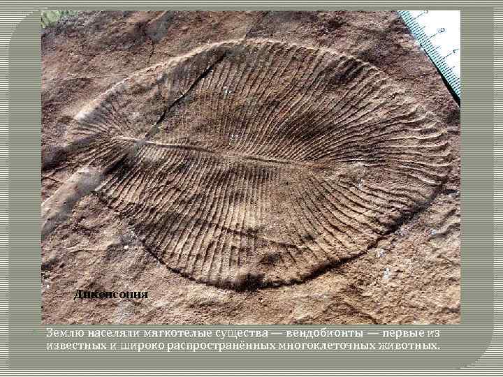 Дикенсония Землю населяли мягкотелые существа — вендобионты — первые из известных и широко распространённых