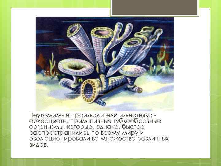 Неутомимые производители известняка археоциаты, примитивные губкообразные организмы, которые, однако, быстро распространились по всему миру