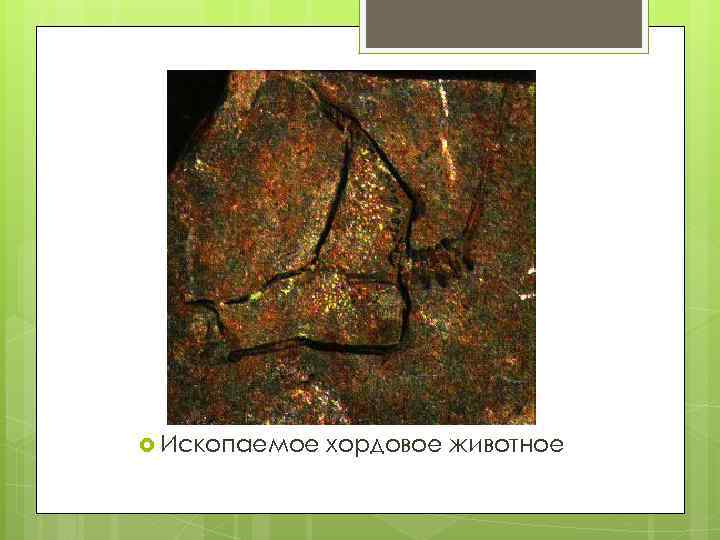  Ископаемое хордовое животное 