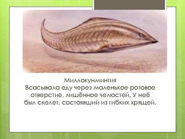 Миллокунмингия Всасывала еду через маленькое ротовое отверстие, лишённое челюстей. У неё был скелет, состоявший