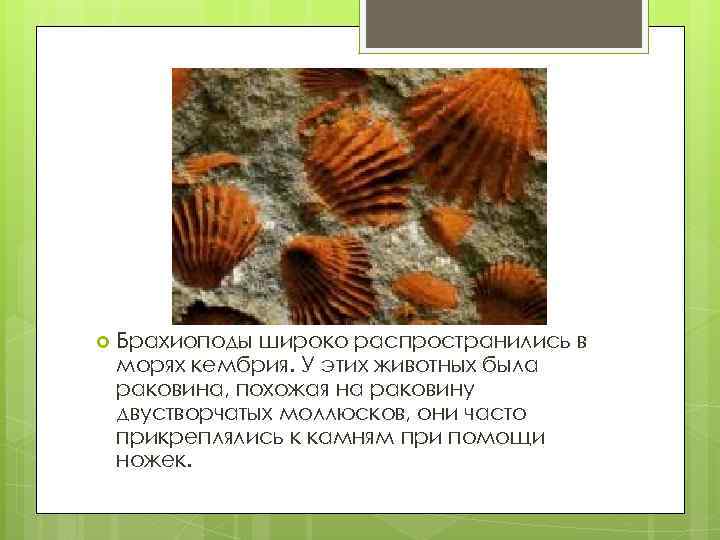  Брахиоподы широко распространились в морях кембрия. У этих животных была раковина, похожая на